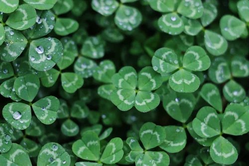 7 St. Patrick’s Day Marketing Strategies to Boost Your Ecommerce Sales logo